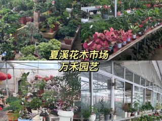 盆景市场有哪些热门品类与选购技巧？