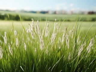 狗尾草名字为何叫狗尾？