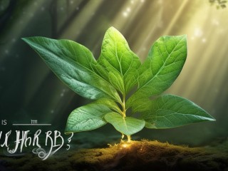 神仙草究竟是什么？