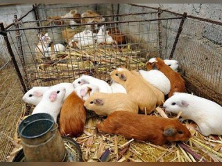 养殖前景好的项目具体有哪些？