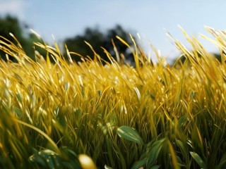 金草究竟是何神奇植物？