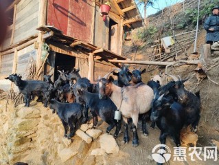 广西羊庄有哪些特色美食推荐？