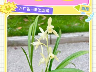 兰花知名品牌有哪些？