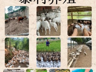 特种养殖项目有哪些养