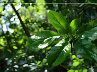 什么树的叶子是圆的？