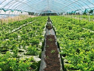 高种植项目有哪些？哪些最赚钱？