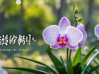 兰芝名字何意？有何深意？