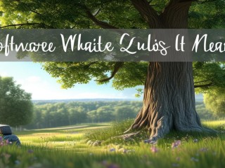 软件质量究竟指什么？