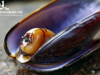 青口是什么？可食用的贝类吗？