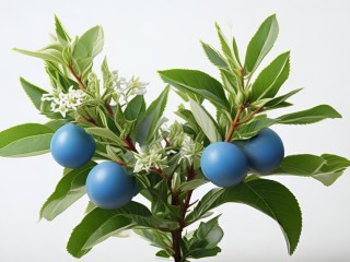 万年青长啥样？叶花果啥特征？