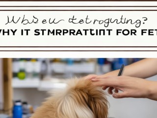 宠物美容是什么？为何要给宠物美容？