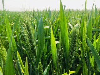 情报翻译岗位职责