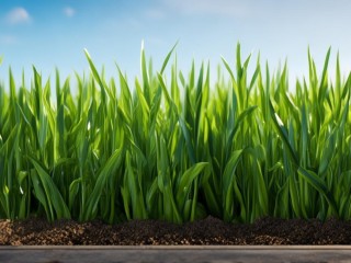 什么样禾苗能茁壮成长？