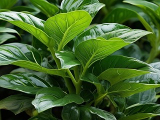 万年青长啥样？有啥特征？