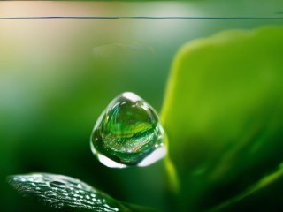 青露究竟是什么？