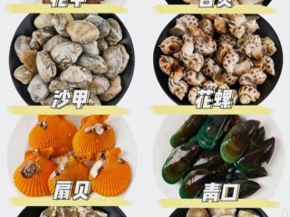 海贝种类知多少？