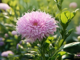 深圳市花究竟是什么花？