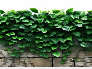 一什么绿蔓？绿蔓该用什么量词？