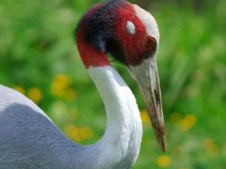 繁育财务岗职责核心是什么？