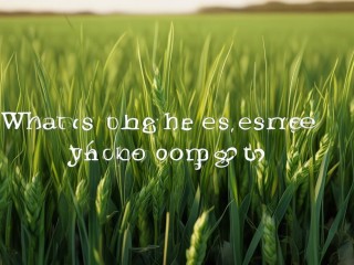 青苗究竟是什么？