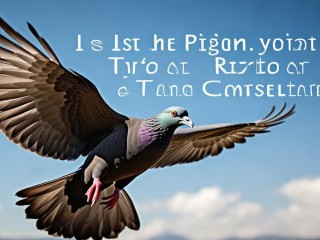 天鸽是台风还是星座？30字内疑问标题，天鸽是台风名还是星座名？