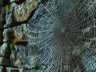 a网具体指什么？