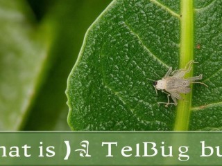 茶虫究竟是什么？