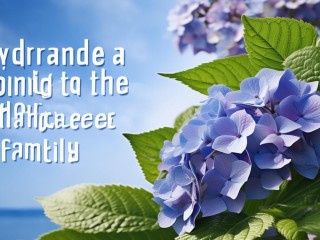 海桐属于哪个科？