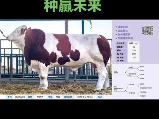 哪些省有公牛世家