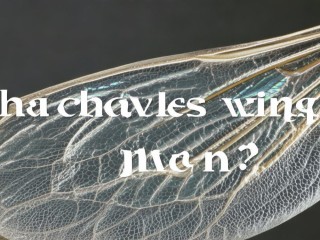 蝉翼是什么意思