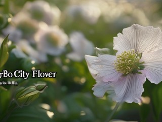 宁波市花究竟是什么花？