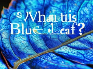 蓝叶究竟是什么？