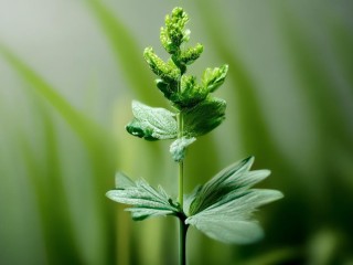 杜若究竟是何种植物？