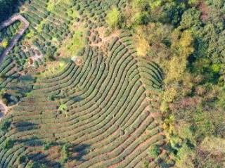 种植厂长职责具体有哪些？