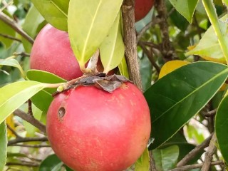 油茶品牌有哪些？