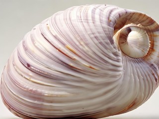 海螺外形有何独特特征？
