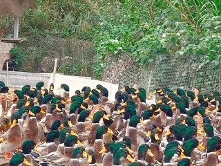 养殖什么最赚钱？