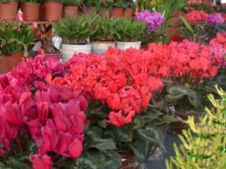 鲜花有哪些牌子