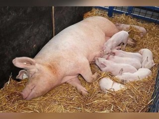 学校猪场岗位职责具体有哪些？