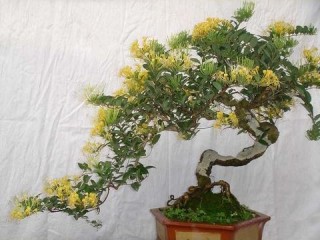 哪些盆景自带怡人香气？