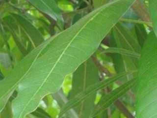 哪些药材种植效益高且变现快？