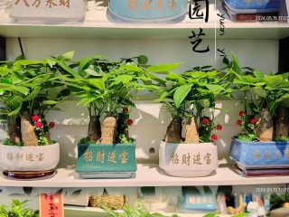 店铺盆栽哪些好？