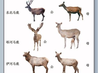 有哪些以鹿为主题的文化符号或象征意义？