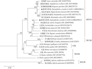 百丽体系到底包含哪些品牌和业务？