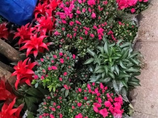 花卉销路有哪些？