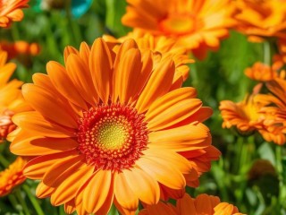 阳升究竟指什么？