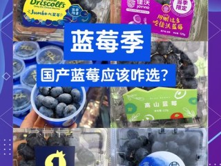 蓝莓品牌这么多，该怎么选？