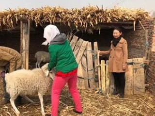 畜牧岗位职责要求具体包含哪些核心内容？