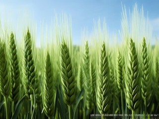 麦苗究竟是什么？植物还是其他？