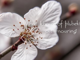 什么样的梅花最动人？